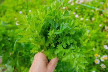 Hand of woman holding plants of parsley leaves growing in garden