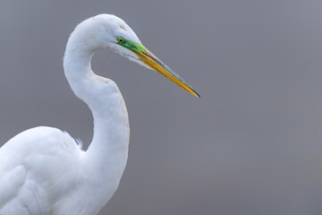 Great white egret is  targeting a fish. Breeding season. Mating green plumage pattern.