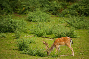 Deer eating in nature