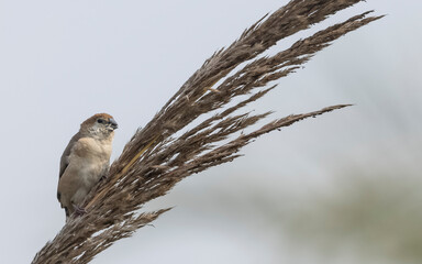 Indian Silverbills (Lonchura malabarica) bird perching on the branch of tree.