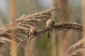 Indian Silverbills (Lonchura malabarica) bird perching on the branch of tree.
