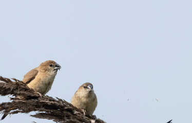 Indian Silverbills (Lonchura malabarica) bird perching on the branch of tree.