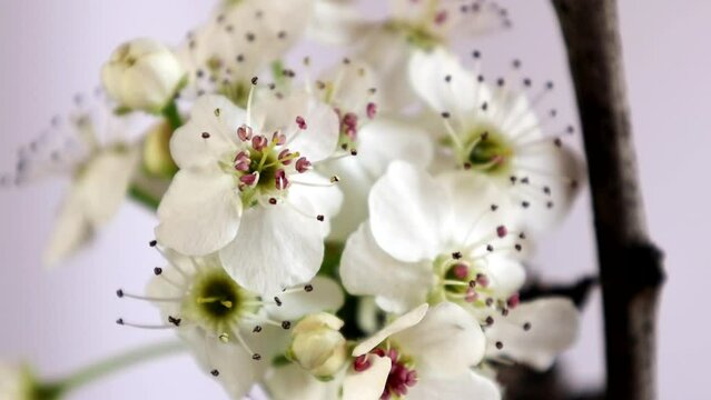 Pyrus calleryana Decne, or the Callery pear with intentioned focus transition from one flower to another