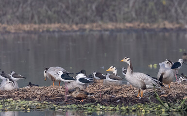 Bar-headed goose duck (Anser indicus) in forest during winter migration.