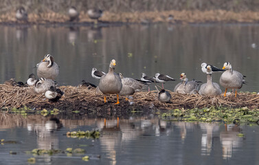 Bar-headed goose duck (Anser indicus) in forest during winter migration.