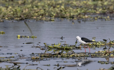 Black-winged stilt (Himantopus himantopus) standing on water body.