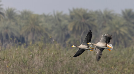 Bar-headed goose duck (Anser indicus) flying in sky.