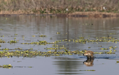 Indian dog swimming in river.