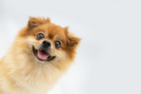 Portrait happy pomeranian possing and looking at camera. Isolated on gray background