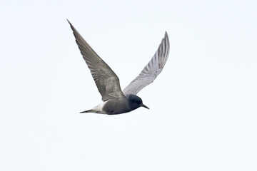 Black tern (Chlidonias niger)