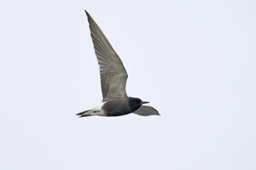 Black tern (Chlidonias niger)