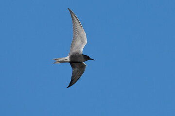 Fototapeta na wymiar Black tern (Chlidonias niger)