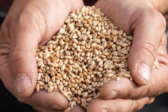 Handful of wheat close up. Wheat seed.