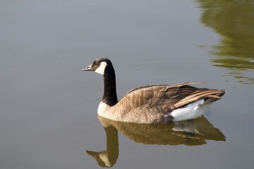 Canadian Goose on Pond