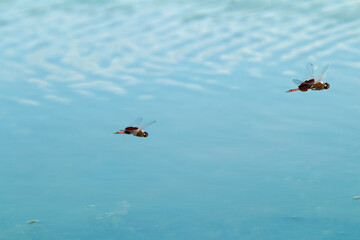 Two Dragonflies Flying Across Pretty Blue Pond