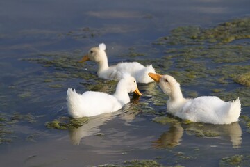 White Ducklings With Funny Head Tufts