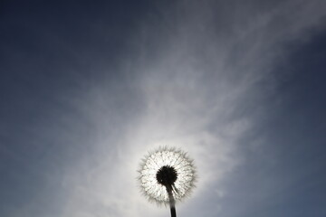 dandelion on the sky