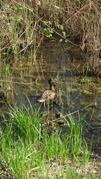 Duck and ducklings swim in the thickets of the lake in the spring, on a sunny day, near the shore with tall grass. High quality FullHD footage