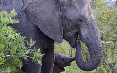 Elephant with baby Elephant taken in Kruger
