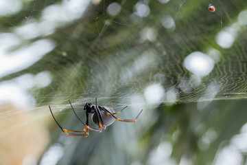 Australische Spinne