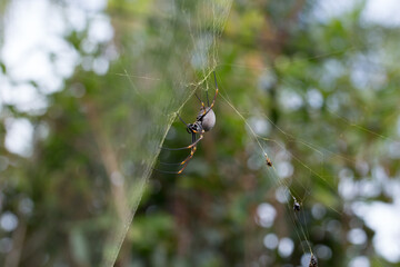 Australische Spinne