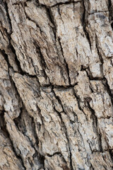 Aging grey scaly furrowed ridge bark of Quercus Chrysolepis Fagaceae, native perennial monoecious evergreen arborescent shrub in the San Jacinto Mountains, Peninsular Ranges, Summer.