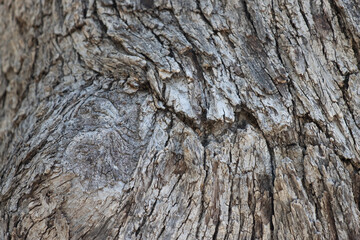 Aging grey scaly furrowed ridge bark of Quercus Chrysolepis Fagaceae, native perennial monoecious evergreen arborescent shrub in the San Jacinto Mountains, Peninsular Ranges, Summer.