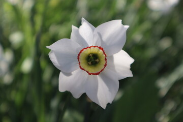 narcissus