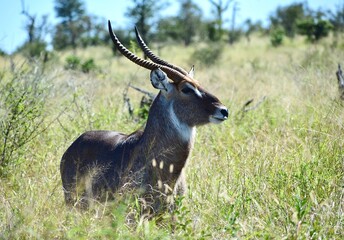Waterbuck in the Kruger park South Africa 