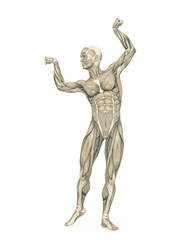 average man muscle maps is doing a bodybuilder pose