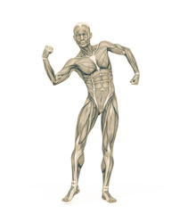 average man muscle maps is doing a can do it pose