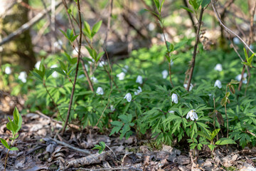 Flowering wood anemones in spring (Anemone nemorosa)