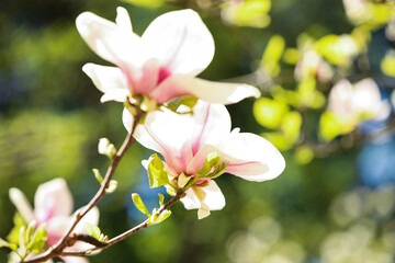 pink flowers in spring