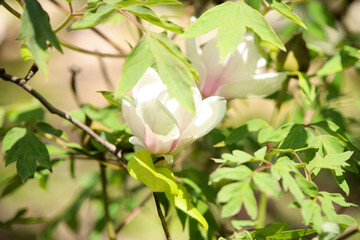 white magnolia flowers