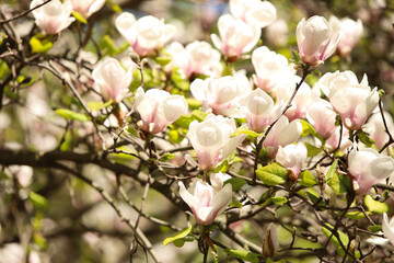 magnolia flower