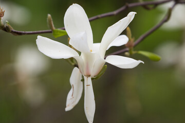 Obraz premium white magnolia flower
