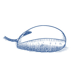 Vector illustration of a computer mouse in doodle style. Monochrome drawing isolated on a white background.