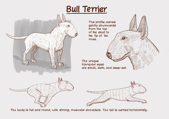 A poster describing the Bull Terrier dog breed. Bull Terrier in full growth. Bull Terrier head. Figures of a dog that runs.