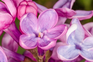close up of lilac blossoming