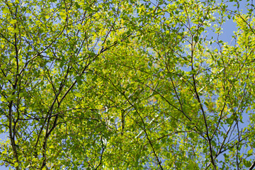 Fototapeta na wymiar Birch branches against the sky. Bottom view. Beautiful bottom view of birch branches with green leaves, selective focus.