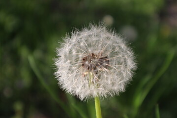 Fototapeta premium dandelion on green background