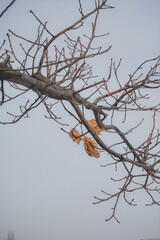 a walk in the winter forest
