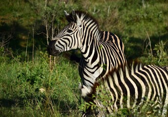 zebra eating grass