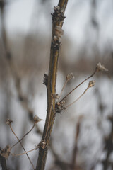 a walk in the winter forest