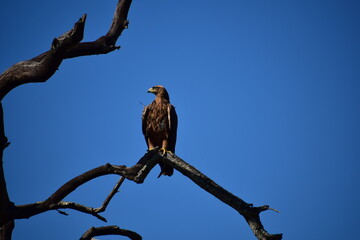 Eagle sitting in a tree