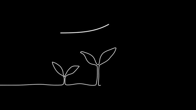 Continuous one line drawing plant germination sequence on black background. Self drawing animation. Hand drawn steps of Growing from seeds Trees, simple design, art. Growth concept. Stepped sprout. 4K