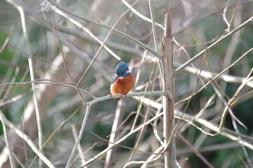 kingfisher on branch