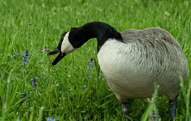 goose on the grass