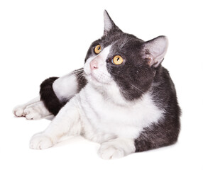 Old Grey and White Tuxedo Cat Laying Looking Silo on a White Studio Background