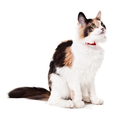 Pretty Long Haired Calico Cat Sitting Silo on a White Studio Background